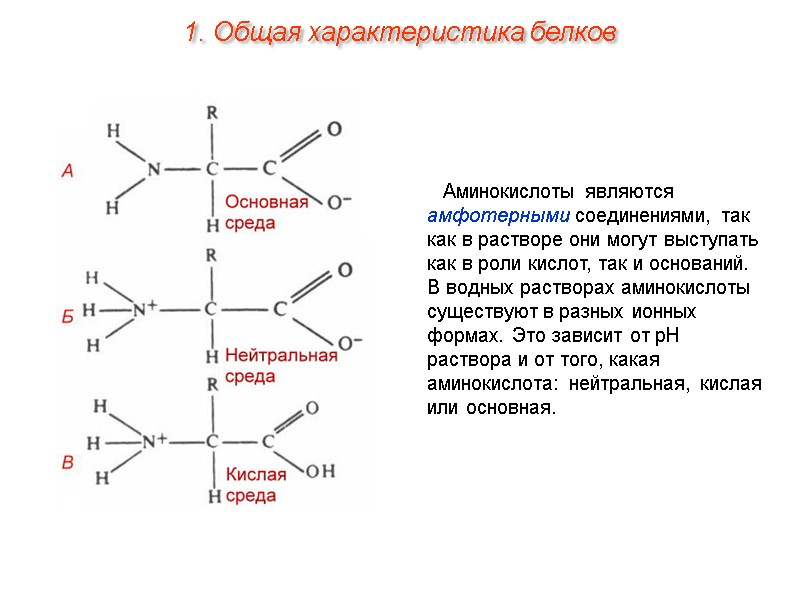 Аминокислоты являются амфотерными соединениями, так как в растворе они могут выступать как в роли